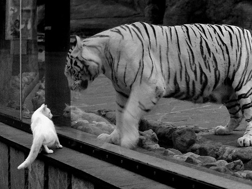 世界围棋赛引入混合团体制彰显多样性，世界围棋联合会