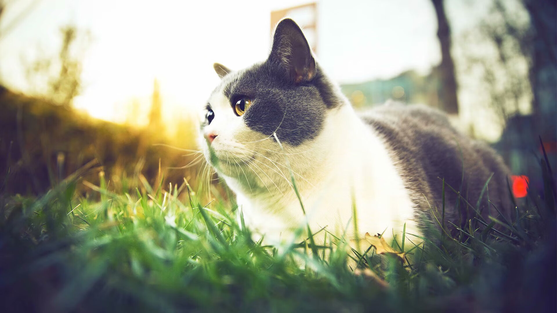 全国轮滑马拉松挑战赛在青岛举行,轮滑马拉松全程录像